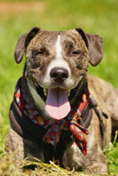 Hundebetreuung Friedrichshain 1